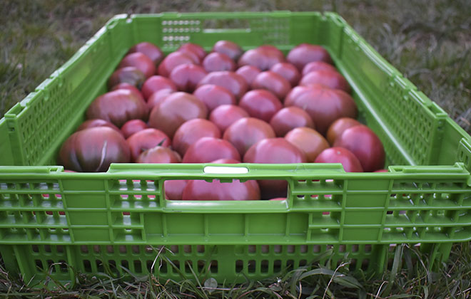 Cajas para fruta y verdura