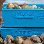 Cajas de plástico azul personalizadas con relieve y con almejas