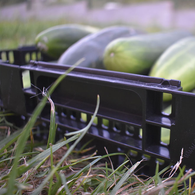 Cajas para fruta y verdura