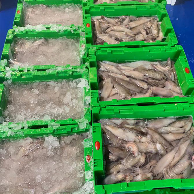 Cajas para pescado