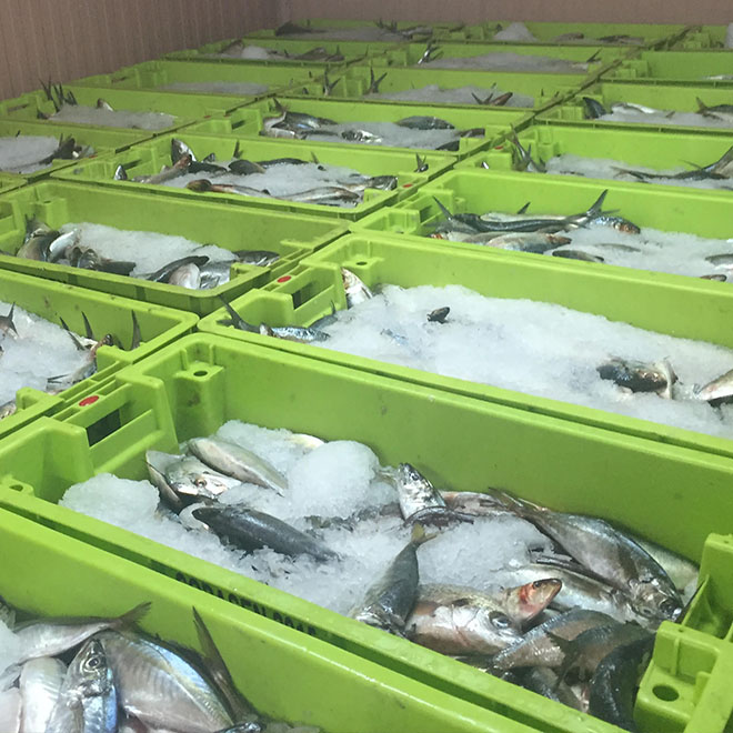 Cajas para pescado