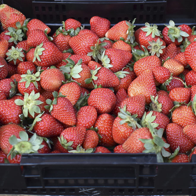 Cajas para fruta y verdura