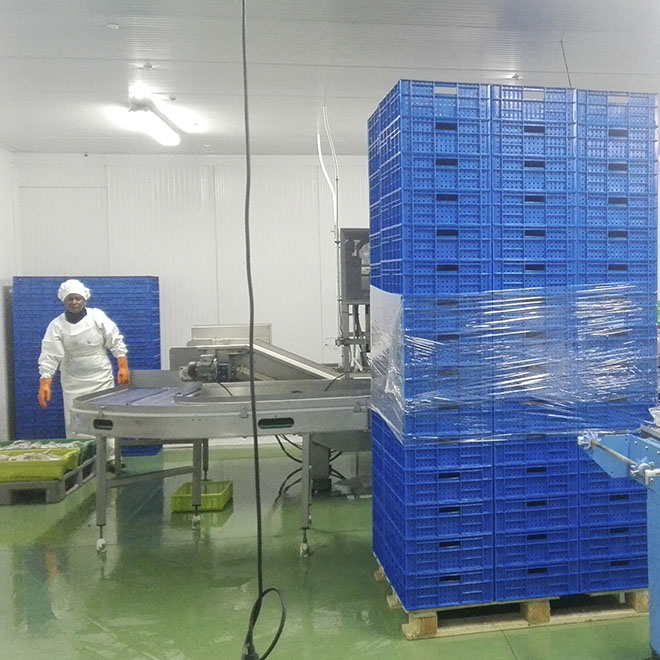 Cajas para congelación